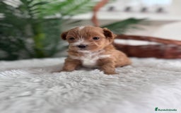 Maltipoo perros en venta: MALTIPOO - Imagen 2