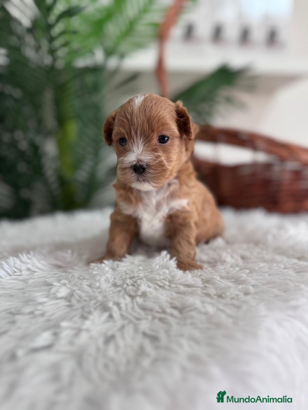Maltipoo perros en venta: MALTIPOO - Imagen 2