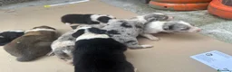 Border Collie perros en venta: Cachorros Border colie  - Anuncio 5