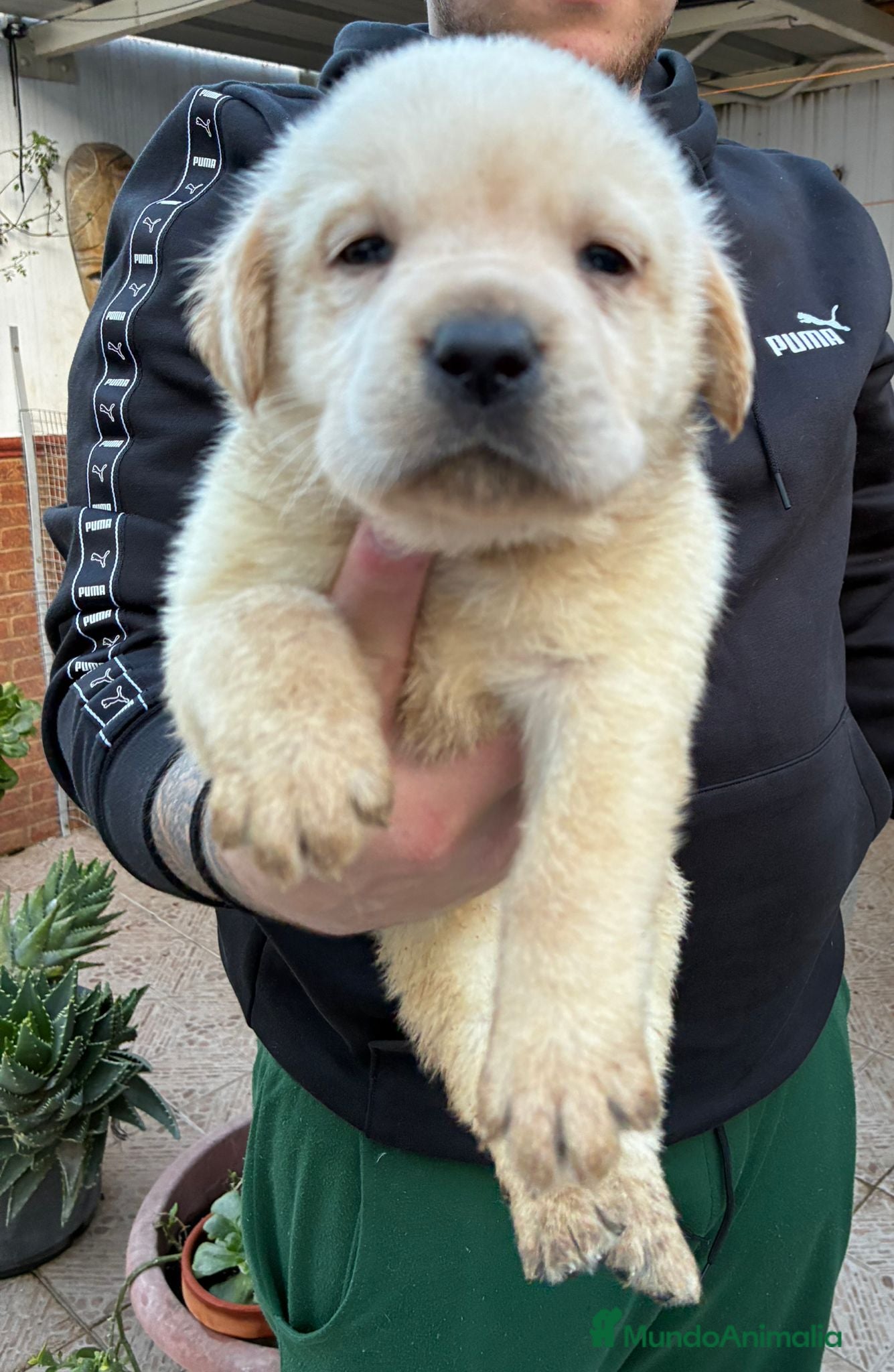 Labrador Retriever perros Labrador Retriever  - Anuncio 1