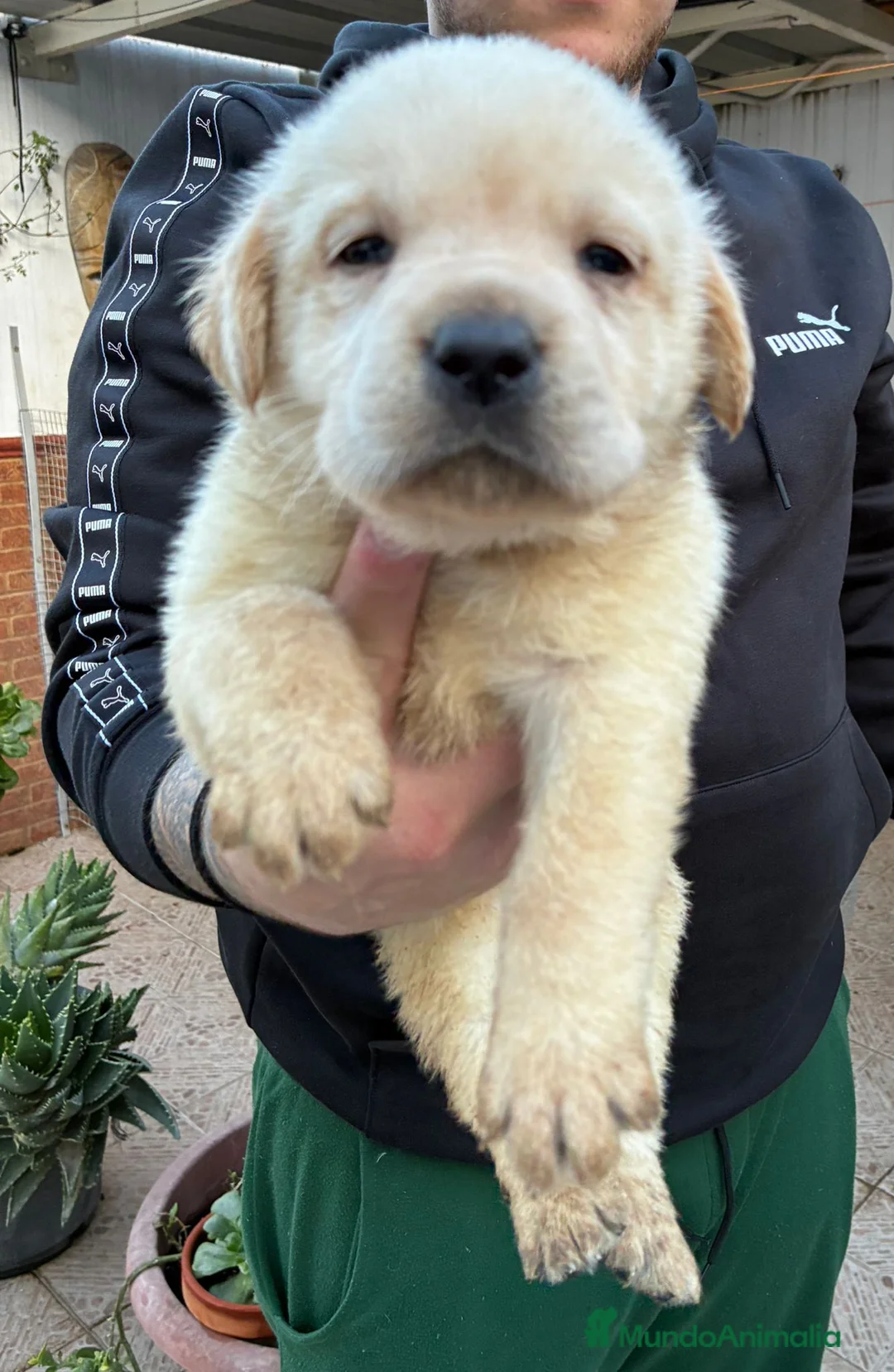 Labrador Retriever perros en venta: Labrador Retriever  - Anuncio 1