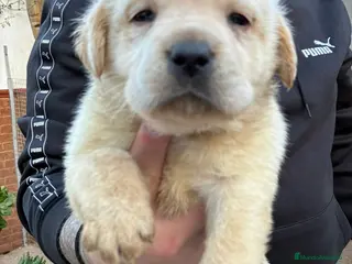 Labrador Retriever perros Labrador Retriever - Anuncio 1