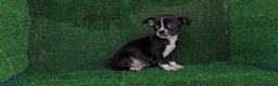 Chihuahua perros en venta: Chihuahua  - Anuncio 3