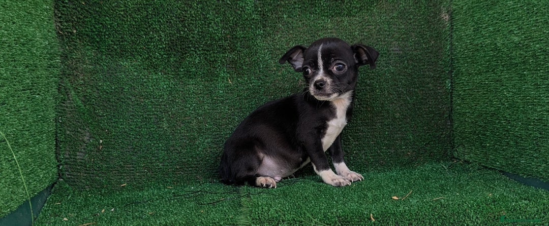 Chihuahua perros en venta: Chihuahua  - Anuncio 3