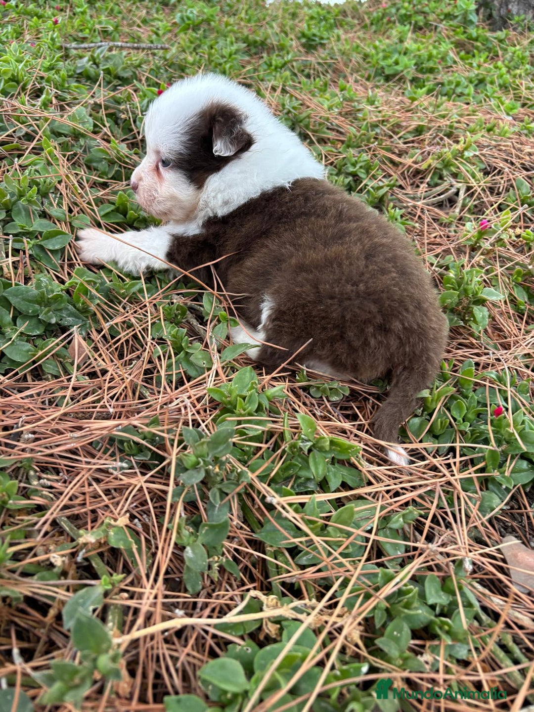 Pastor Australiano perros en venta: Pastor Australiano  - Imagen 15