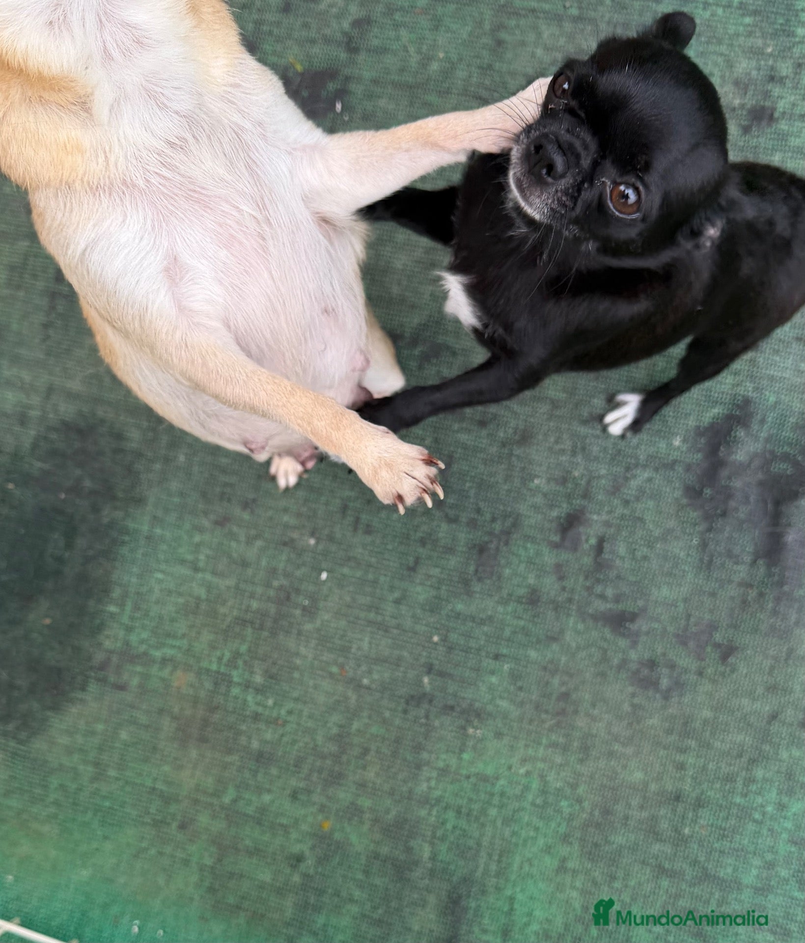 Chihuahua perros Cachorro to chihuahua pelo largo - Anuncio 2