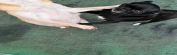 Chihuahua perros en venta: Cachorro to chihuahua pelo largo - Anuncio 2