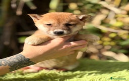 Shiba Inu perros en venta: Shiba Inu rojo  - Anuncio 2