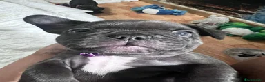 Bulldog Francés 3