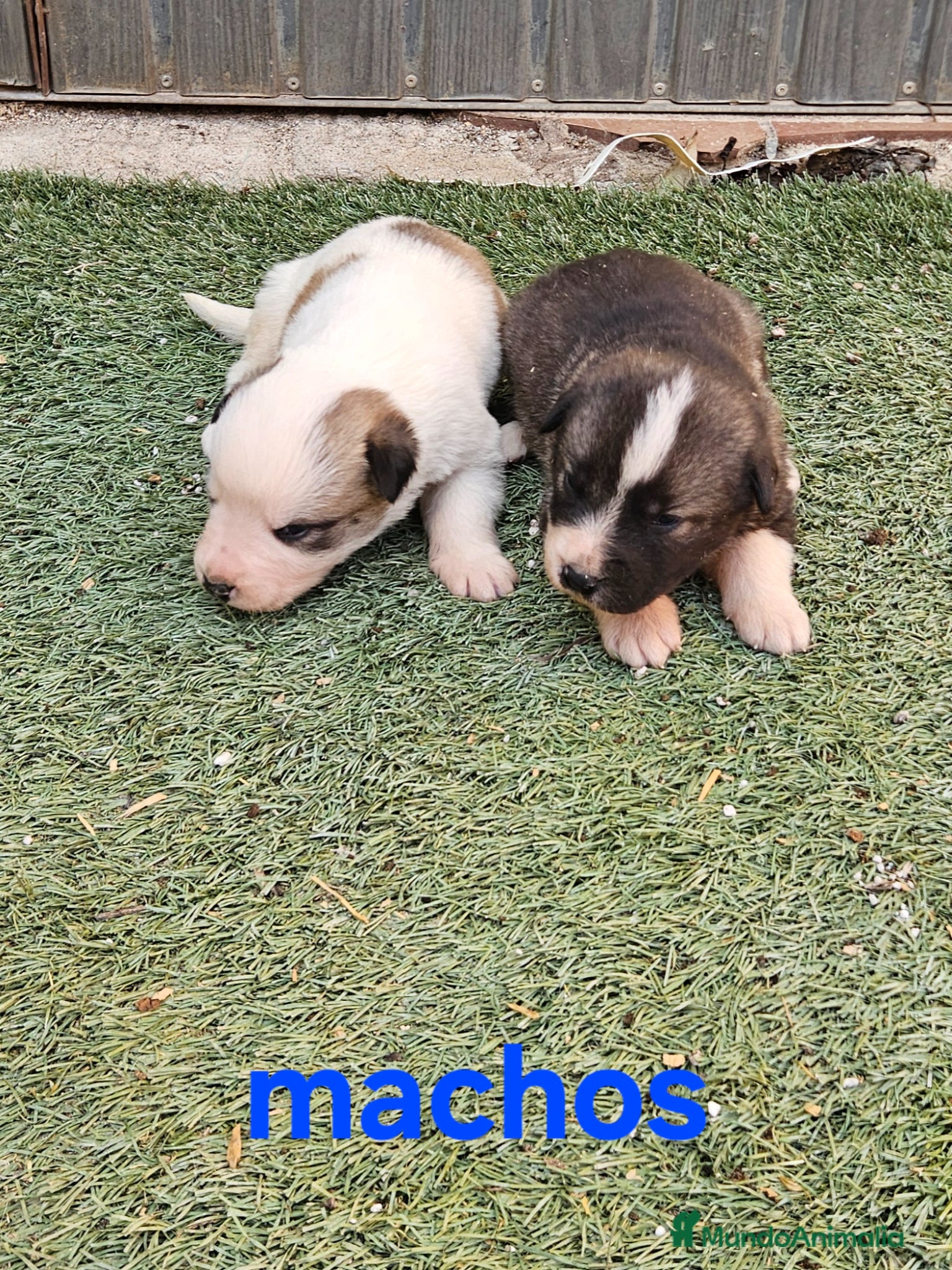 Mastín Español perros Cachorros mastin  - Anuncio 22
