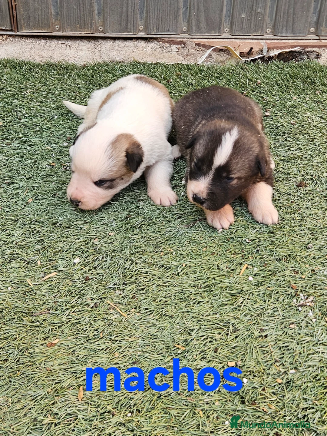 Mastín Español perros en venta: Cachorros mastin  - Anuncio 2