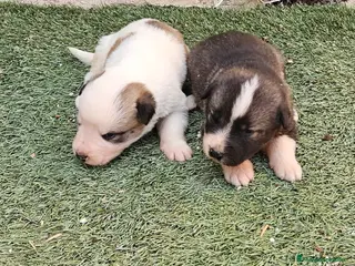 Mastín Español perros Cachorros mastin - Anuncio 22