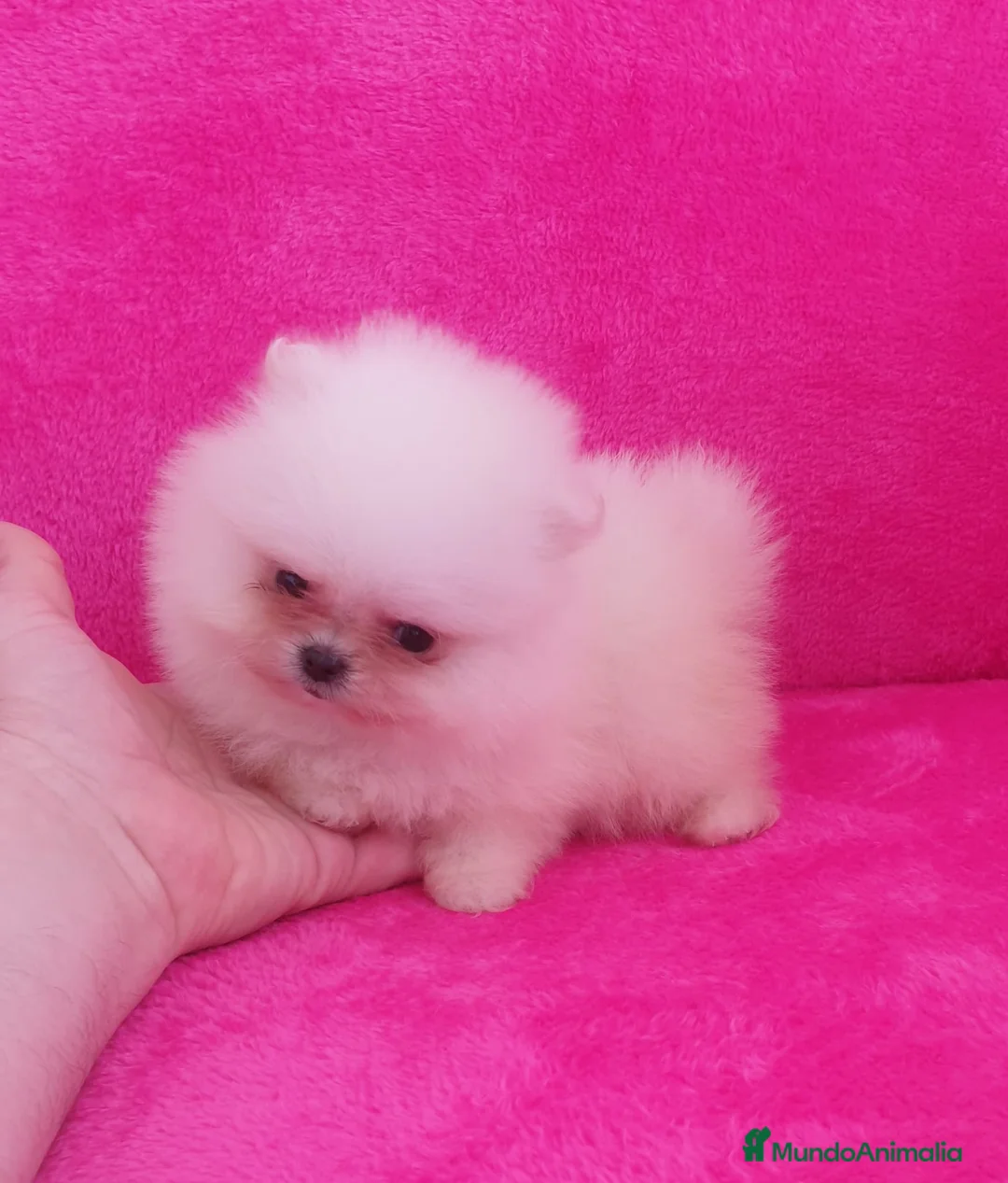 Pomerania perros en venta: Lulú de Pomerania muy peluditos en Barcelona - Anuncio 5