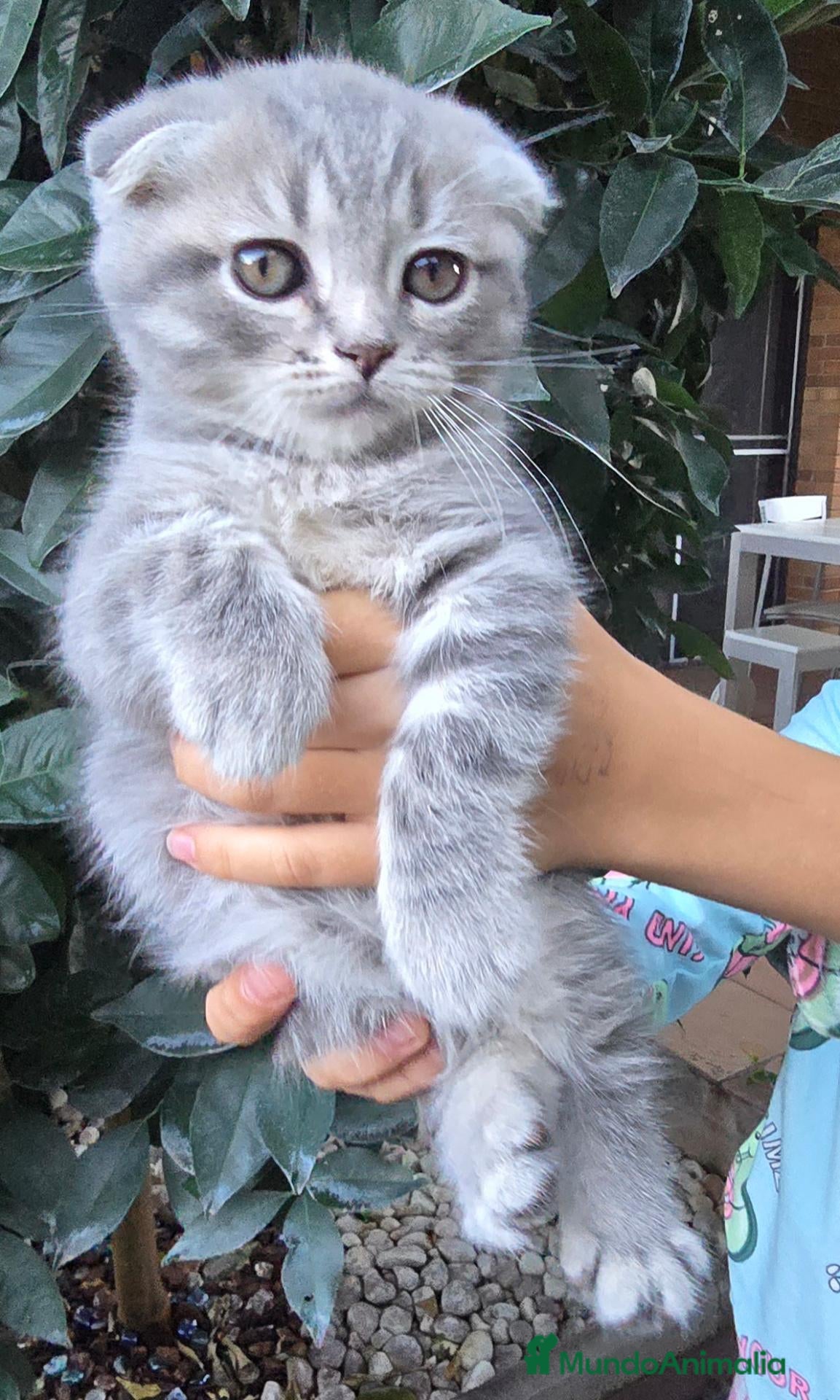 Scottish Fold gatos Gatcot.com - Anuncio 5