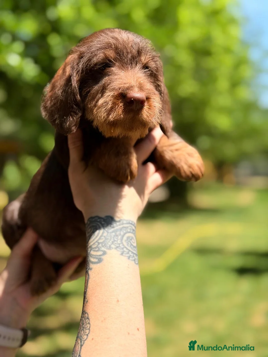 Teckel Miniatura perros en venta: TECKEL PELO DURO CHOCOLATE  - Anuncio 1