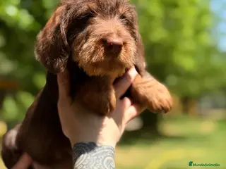Teckel Miniatura perros TECKEL PELO DURO CHOCOLATE - Anuncio 2