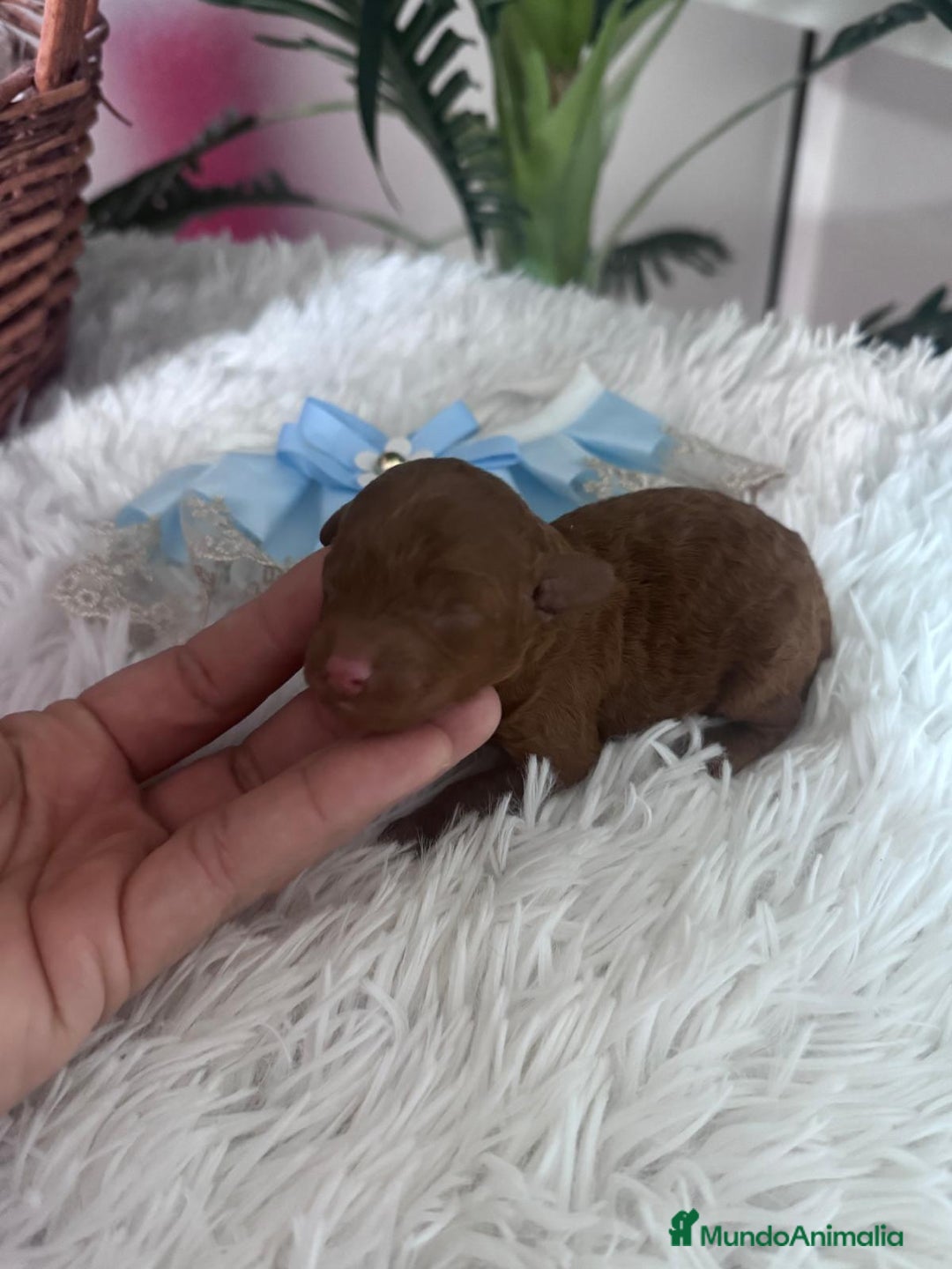 Caniche Toy perros en venta: CANICHE ROJO - Anuncio 9