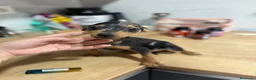 Pinscher Miniatura perros en venta: Mini pincher Exoticos  - Anuncio 4