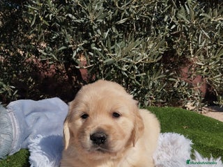 Golden Retriever perros - Anuncio 19