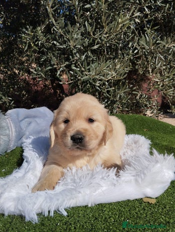 Golden Retriever perros - Anuncio 2