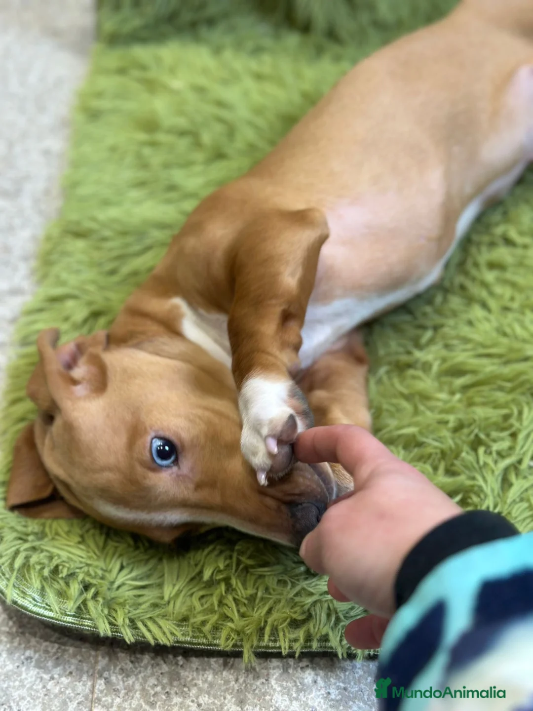 Teckel perros en venta: Teckel  rojo de ojos azules  - Anuncio 4