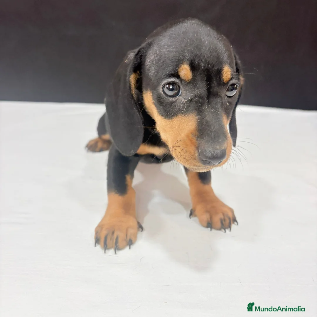 Teckel Miniatura perros en venta: Teckel miniatura  - Anuncio 14