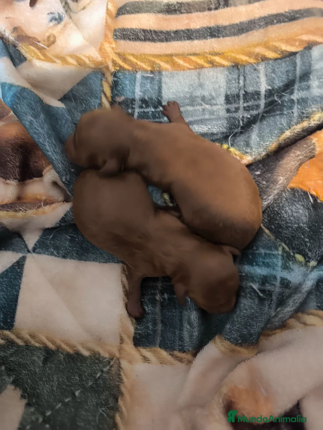 Caniche Toy perros en venta: Caniche en Curtis La Coruña - Anuncio 1