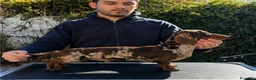 Teckel perros para monta: Teckel arlequín para montas - Anuncio 1