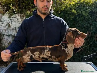 Teckel perros Teckel arlequín para montas - Anuncio 2