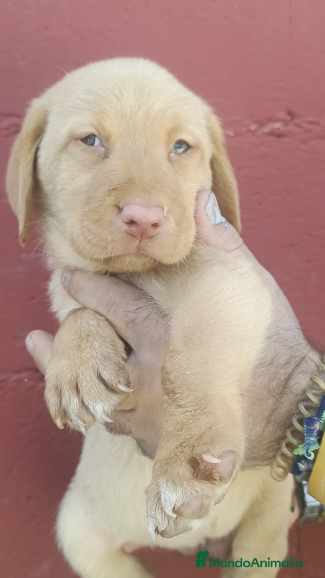 Labrador Retriever perros Labrador retriever dorados🐶🐾 - Anuncio 1