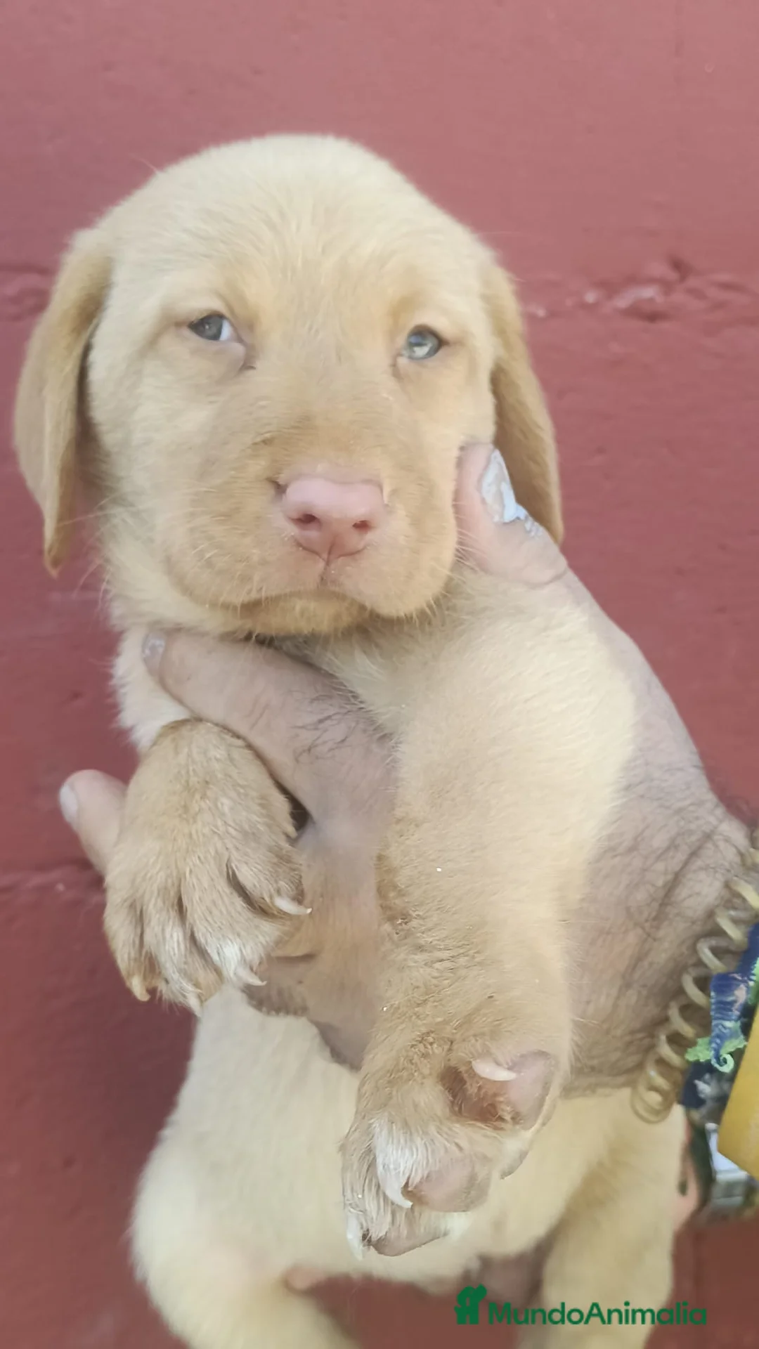 Labrador Retriever perros en venta: Labrador retriever dorados🐶🐾 - Anuncio 1