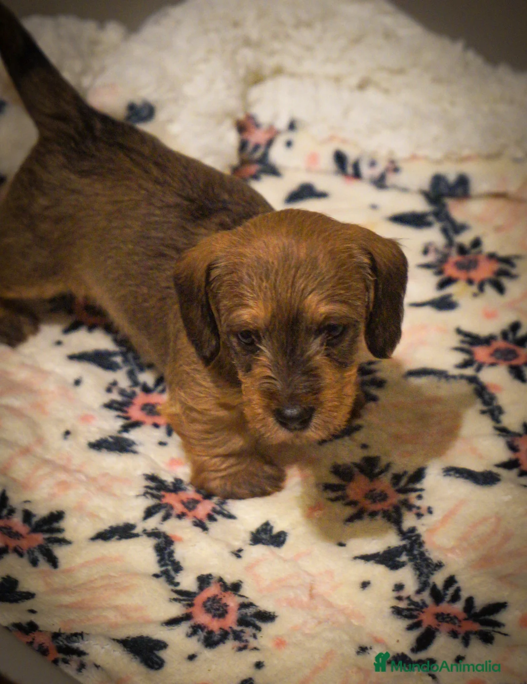 Imagen de galería {{count}}