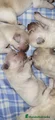 Golden Retriever Cachorro 4