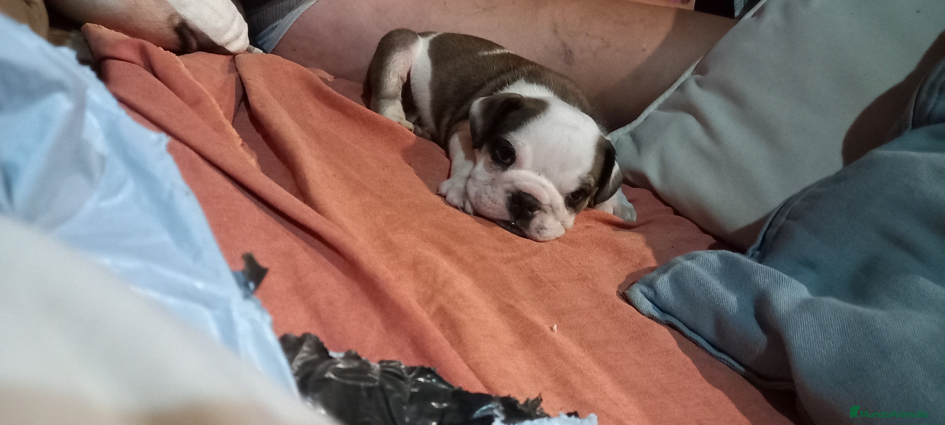 Bulldog Inglés perros Cachorro bulldog ingles  - Anuncio 2