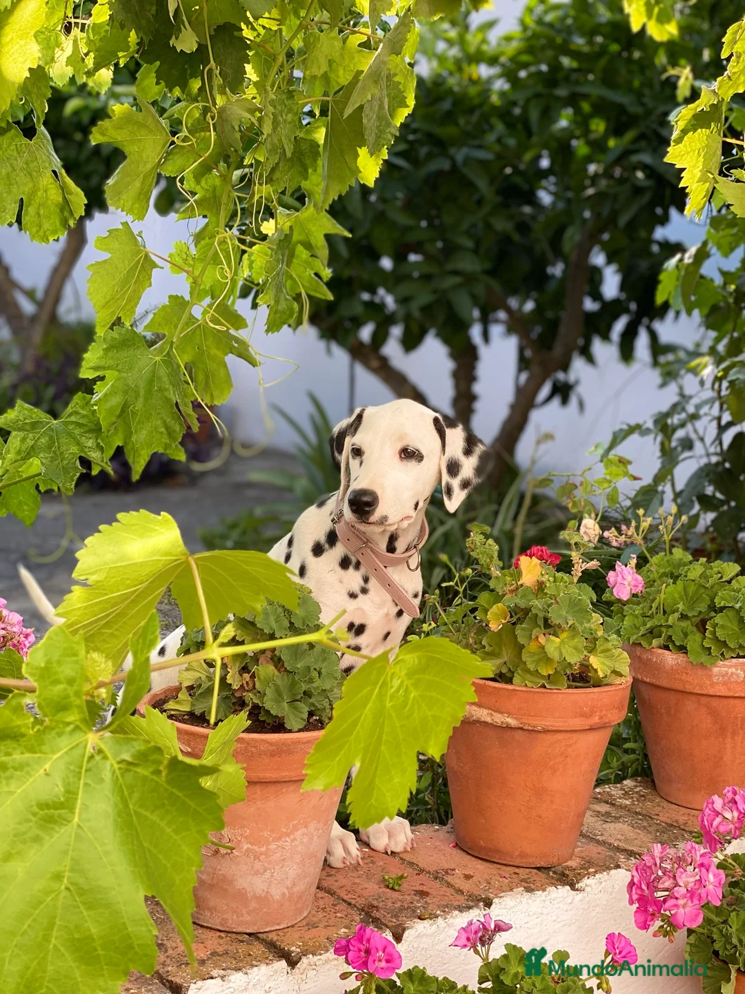 Imagen de galería {{count}}