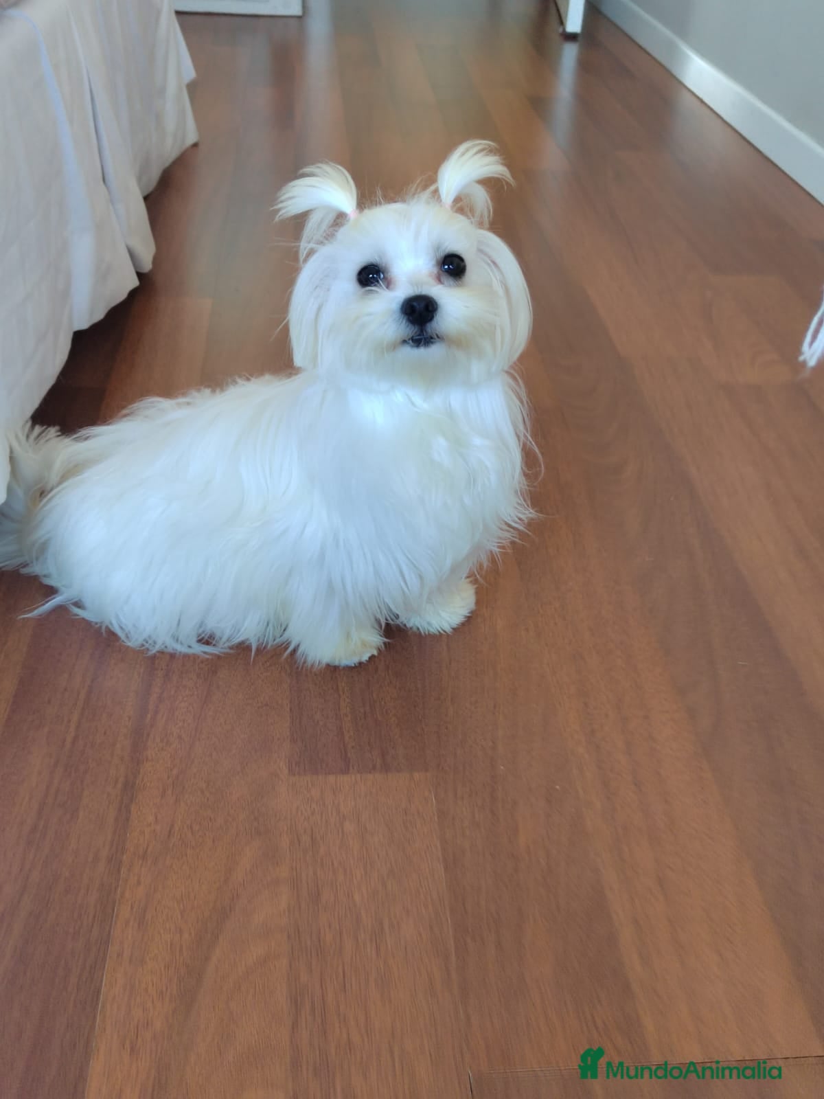 Bichón Maltés perros Bichón Maltés Toy - Anuncio 1