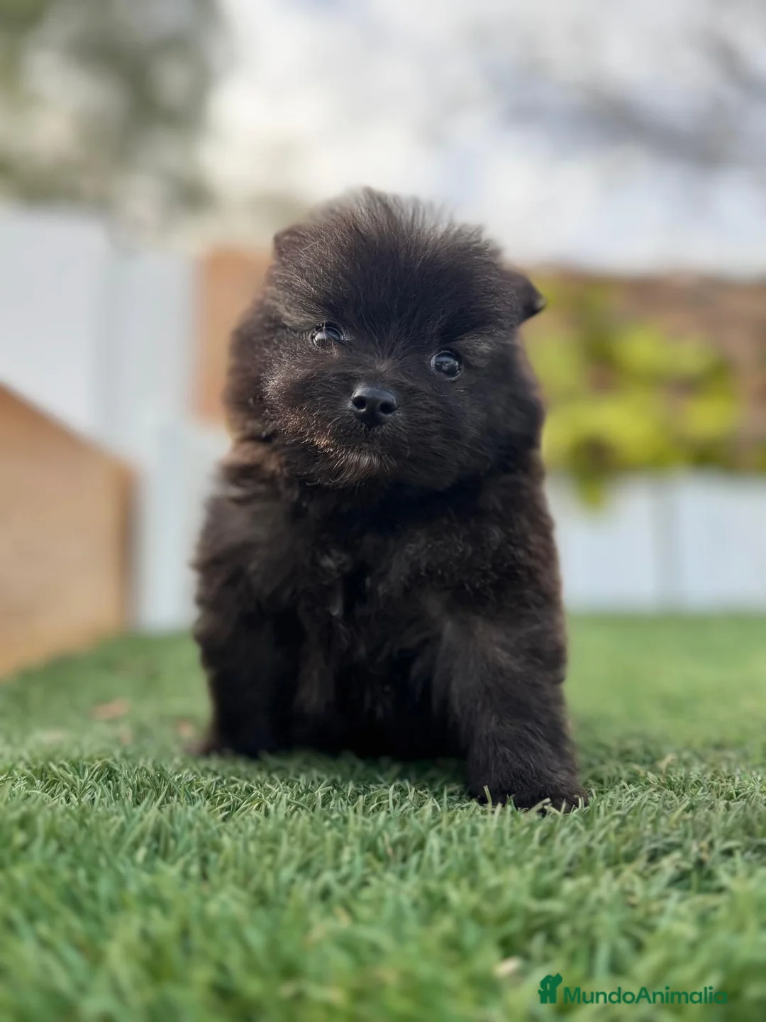 Pomerania perros en venta: POMERANIA MACHO - Anuncio 2