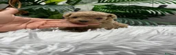 Caniche Toy perros en venta: CANICHE TOY HEMBRA - Anuncio 17