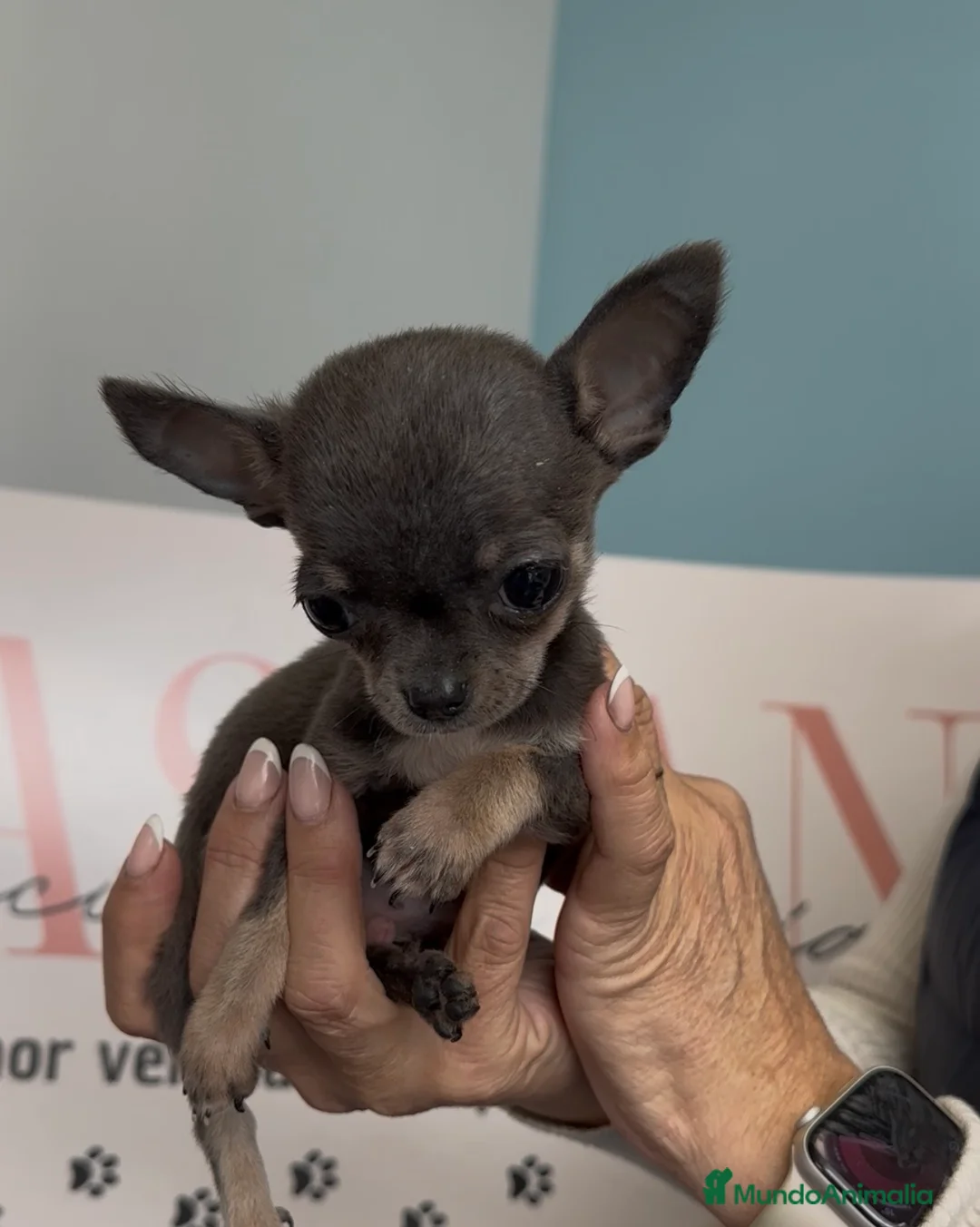 Chihuahua perros en venta: CHIHUAHUA BLUE MICRO 🐾 - Anuncio 2