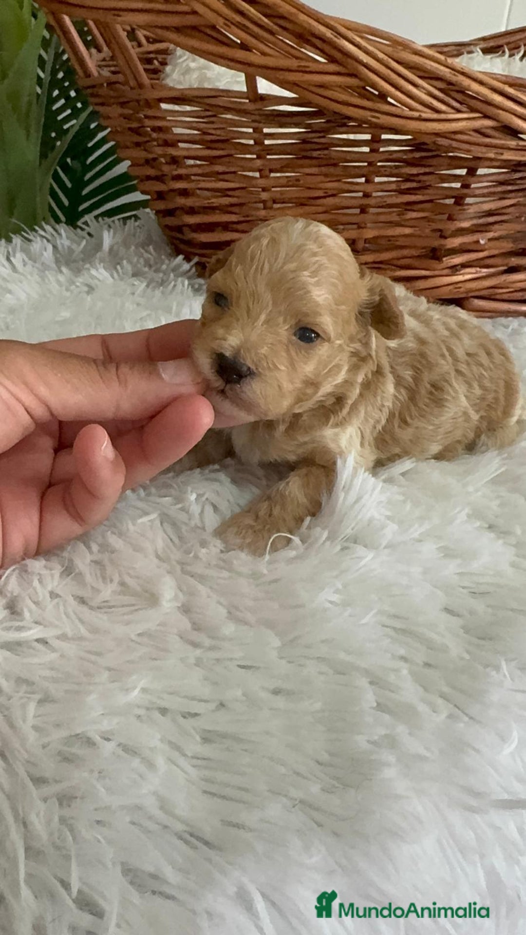 Caniche Toy perros en venta: CANICHE TOY MACHOS - Imagen 14