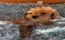 Raza Mixta perros en venta: Caniches toy/enanos  - Imagen 3