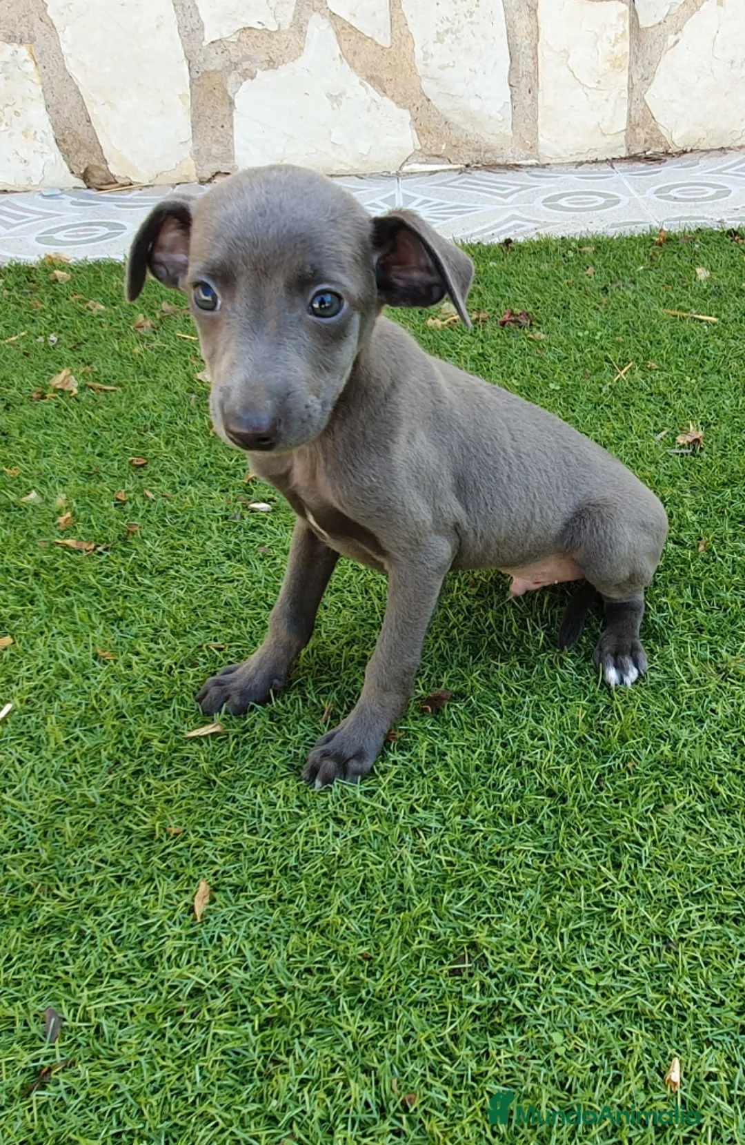 Pequeño Lebrel Italiano perros en venta: Galgo enano Italiano - Anuncio 2
