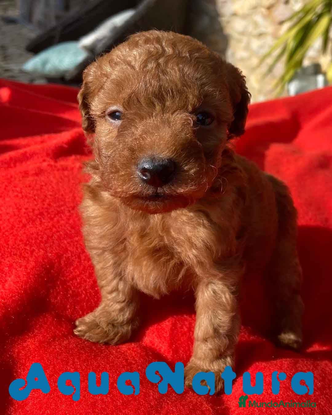 Caniche Toy perros Caniche Macho 7349 de Camila - AQUANATURA en Barcelona - Anuncio 34