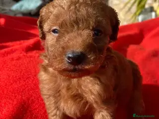 Caniche Toy perros Caniche Macho 7349 de Camila - AQUANATURA en Barcelona - Anuncio 7