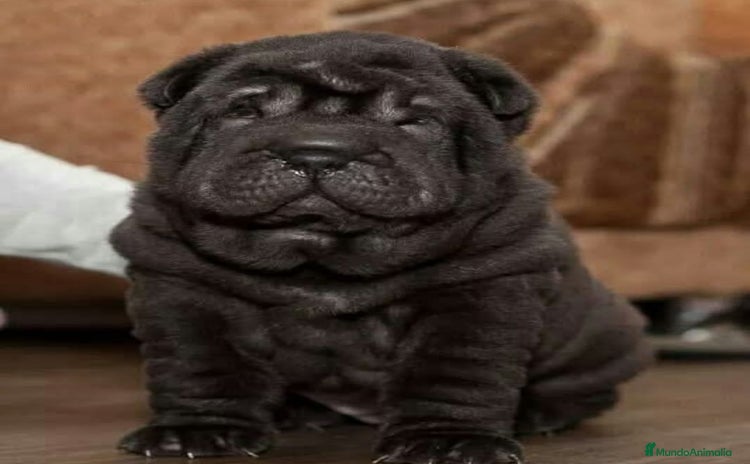 Shar Pei perros - Propaganda 14