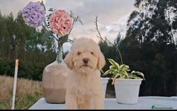 Perro de Agua Español perros en venta: Machito de perro de aguas.  - Imagen 2