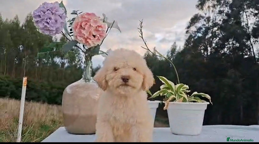 Perro de Agua Español perros en venta: Machito de perro de aguas.  - Imagen 2