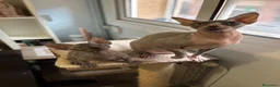 Sphynx gatos en venta: Sphynx - Anuncio 3