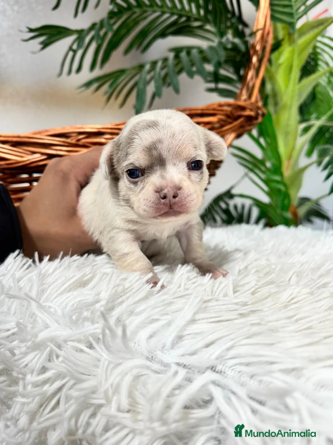 Chihuahua perros en venta: CHIHUAHUA MACHO - Anuncio 7