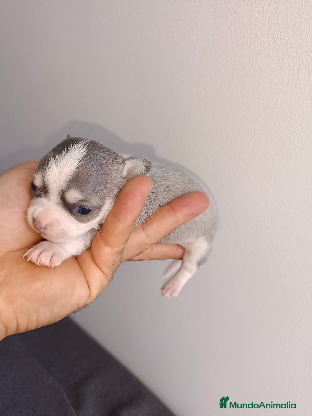 Chihuahua perros en venta: Chihuahua mini toy  - Imagen 3